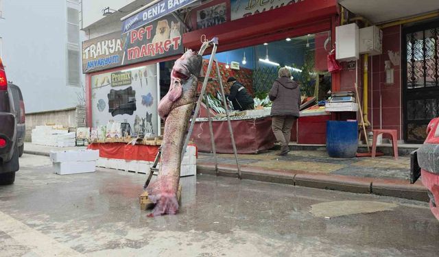 Taşkın dev balığı kıyıya attı: 102 kilo, 2.40 metre