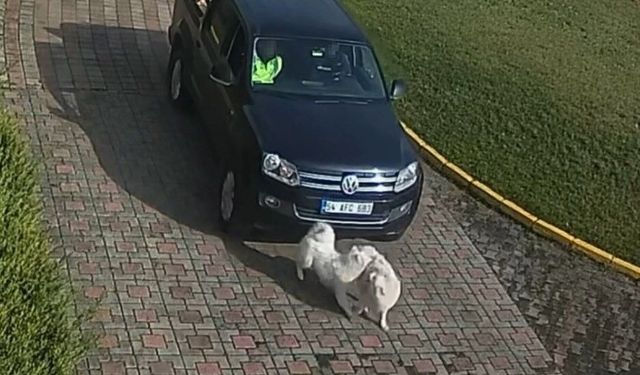 Valilik Konağı'ndaki 'köpek ölümü' olayının görüntüleri ortaya çıktı