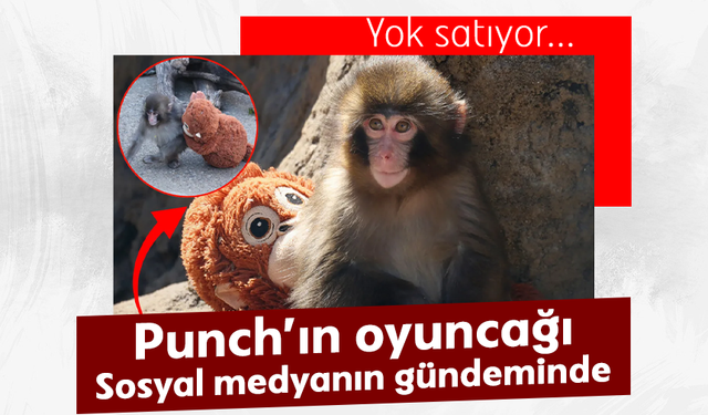 Şirket açıkladı: Makak maymunu Punch'ın oyuncağı yok satıyor