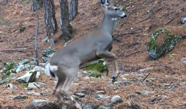 Uludağ’da karaca fotokapana yansıdı: Yaban hayatı büyüleyici görüntülerle kaydedildi