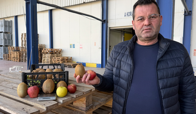 Bursa İznik'te yetiştirilen dev kiviler rekor kırdı! Avrupa'nın dikkatini çekti