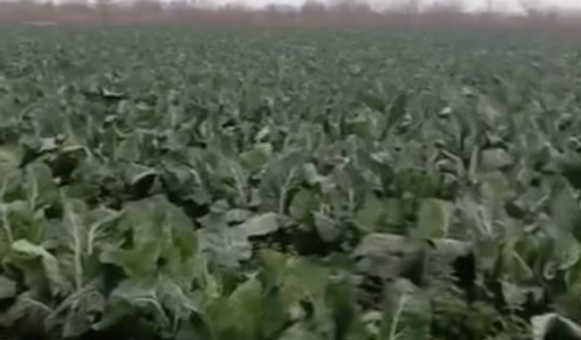 Şubat Yağmurları Bursa’da Tarım Arazilerine Zarar Verdi