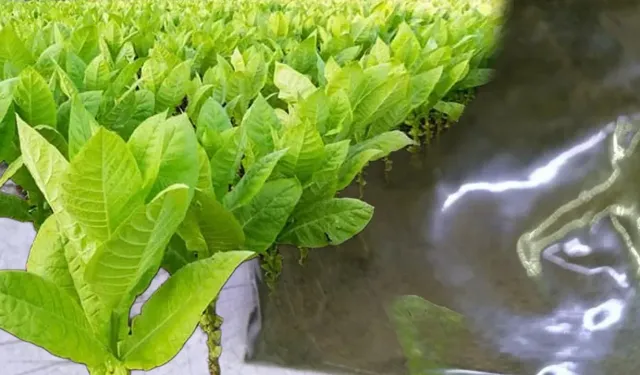Maraş otu kullananlar dikkat: Günde 8 paket sigaraya bedel