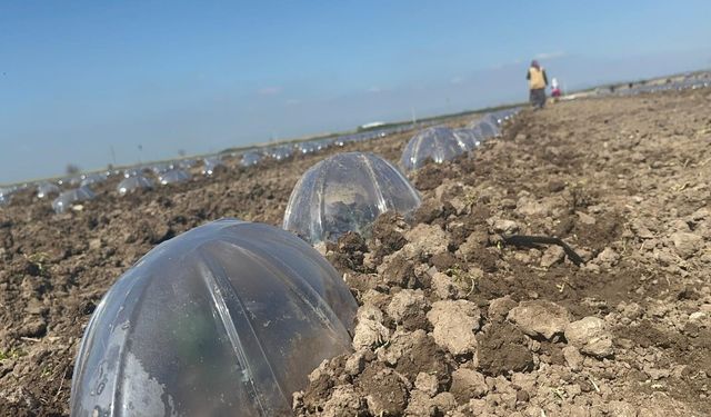 Karacabey Ovası'nda turfanda karpuz ekimi başladı