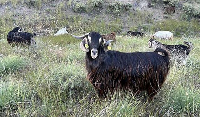 Edirne'de brusella alarmı: Keçiler karantinaya alındı