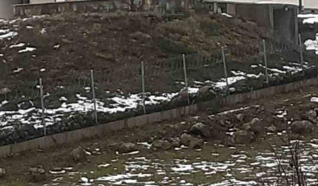 Göç yolculuğundaki leylekler Sakarya'da mola verdi