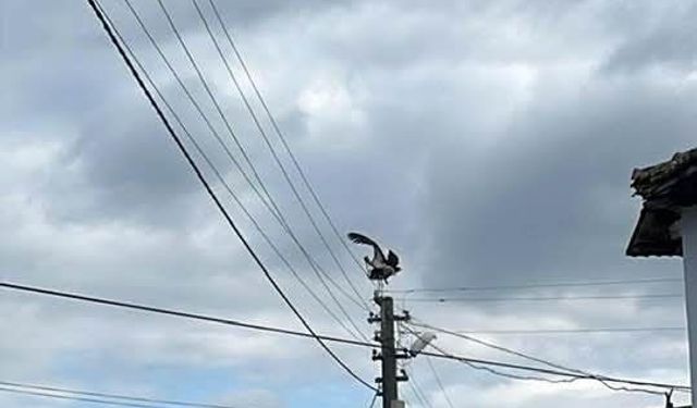 Gönen Dereköy'de leylek yapay yuvayı reddetti, eski yerine dönmek istiyor