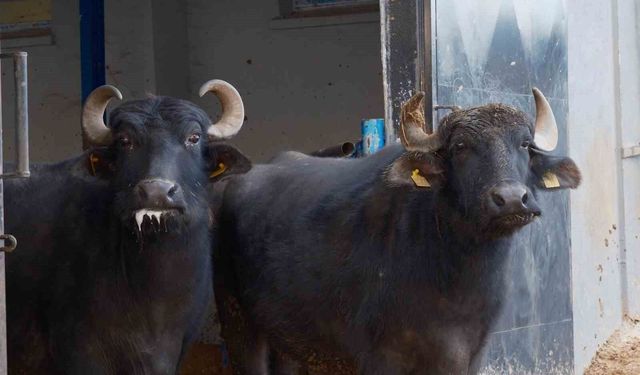 Türkiye'nin yeni manda ırkı Murana süt verimi ile dikkat çekiyor