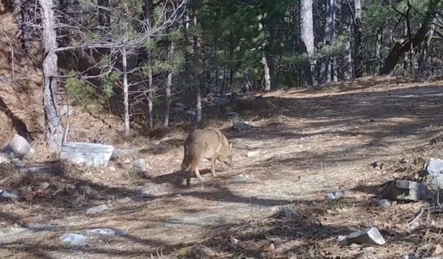 Uludağ'da Altın Çakallar fotokapana yakalandı