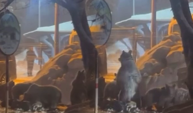 Uludağ'da kış uykusundan uyanan ayı ailesi yemek için Sarıalan'a indi