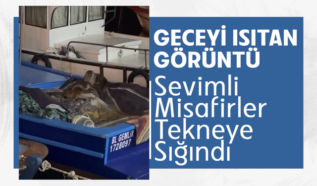 Aç kalan anne su samuru ve yavruları Gemlik’te tekneye sığındı