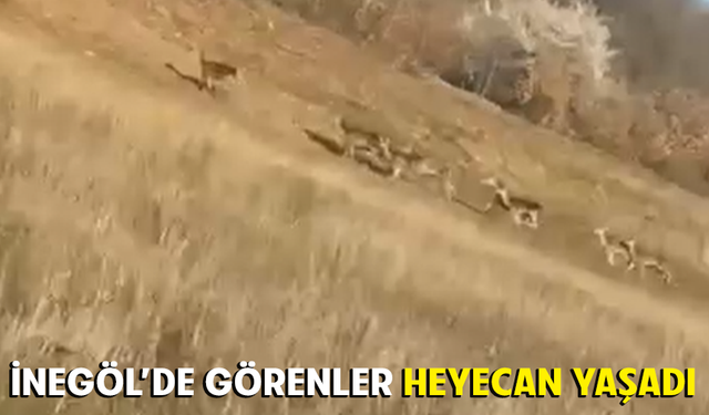 Bursa İnegöl'de görenler heyecan yaşadı