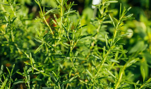 Bilim insanları açıkladı: Biberiye kokusu hafızayı güçlendirebilir