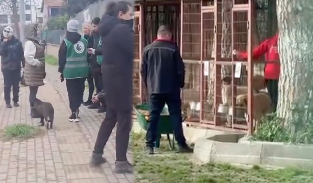 Bursa'da Gemlik Belediyesinin barınağını önünde toplanan hayvanseverler içeriye alınmadı