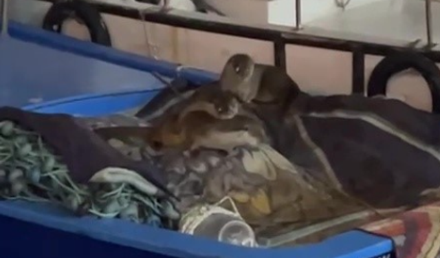 Aç kalan anne su samuru ve yavruları Gemlik’te tekneye sığındı