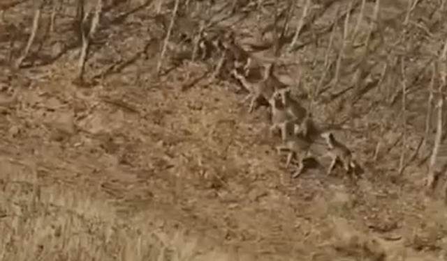Bursa İnegöl'de görenler heyecan yaşadı