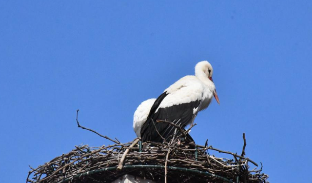 Yuva yapacak alan bulamayan leylekler yeniden İznik’te