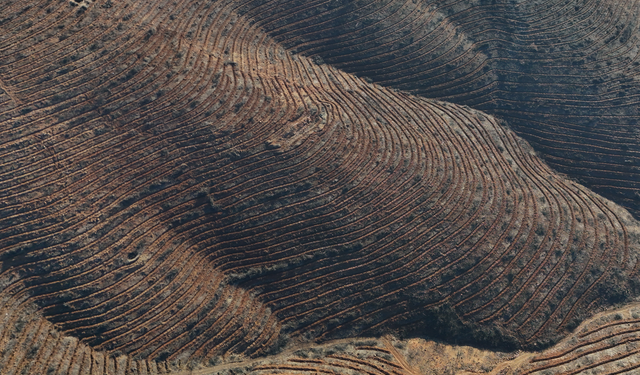 Bursa'da yanan ormanlar yeniden can buldu!