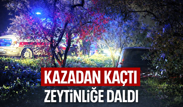 Bursa Mudanya’da araca çarpamamak için manevra yapan sürücü zeytinliğe daldı