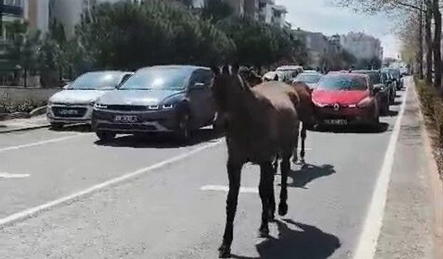 Başıboş atlar şehirde yolları mesken tuttu