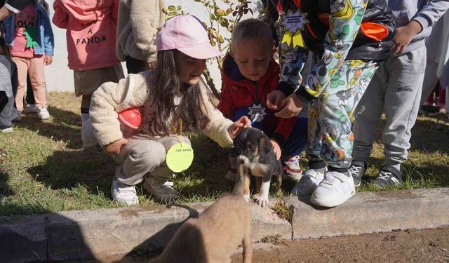 Bilecik Belediyesi Sokak Hayvanları Tedavi ve Rehabilitasyon Merkezi'nde mutlu yaşam