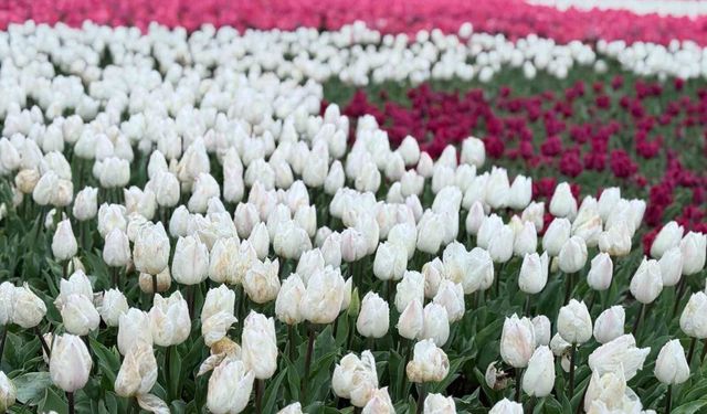 Emirgan Korusu'nda lale festivali başladı