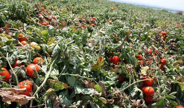 Karacabey'de salçalık domates ekiminde 'serbest'in fazla olması bekleniyor