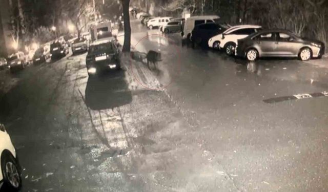 Sarıyer'de aç kalan domuzlar hastane yakınına kadar geldi