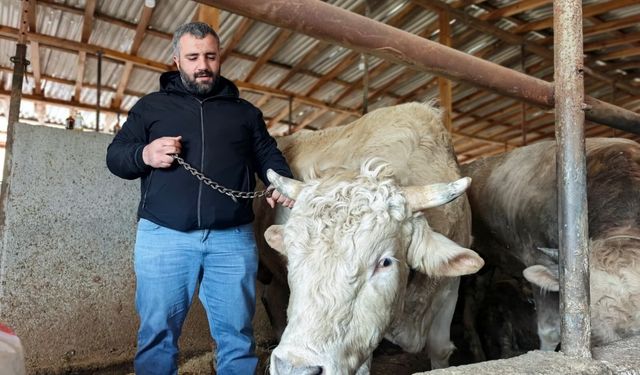 Bursa'da araba fiyatına kurbanlık