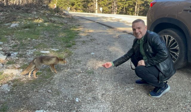 Uludağ dönüşü aç tilkiye peynirli kraker ikramı