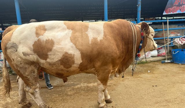 Afyon’dan Bursa’ya getirilen dev tosun alıcı buldu