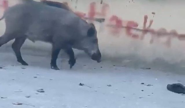 Bursa'da domuzlar yerleşim yerine inerek yiyecek aradı
