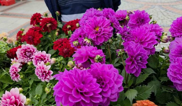 Edirne Saraçhane Caddesi'nde fesleğen kokusu