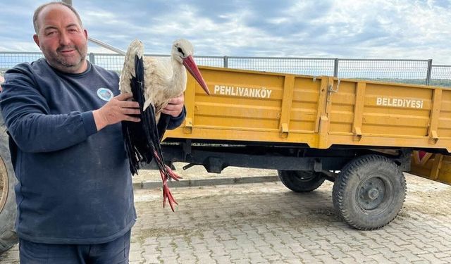 Kırklareli'de yaralı leyleğe şefkat eli