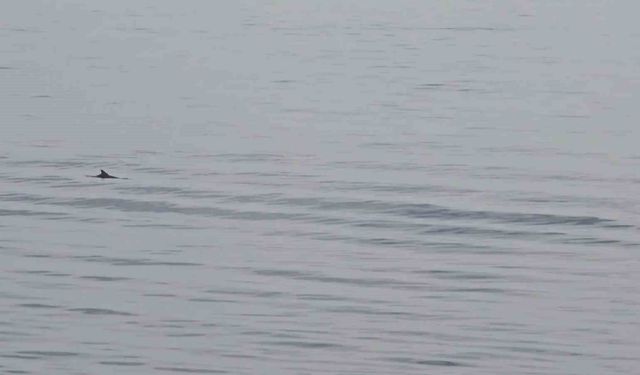 Tekirdağ açıklarında yunuslardan görsel şölen