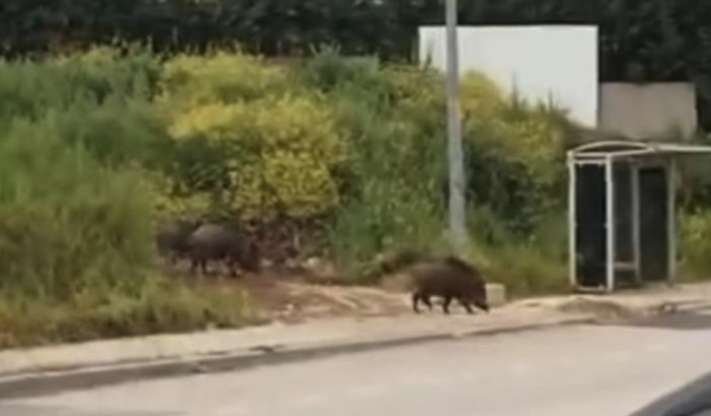 Aç kalan domuz sürüsü, gündüz şehir merkezine indi