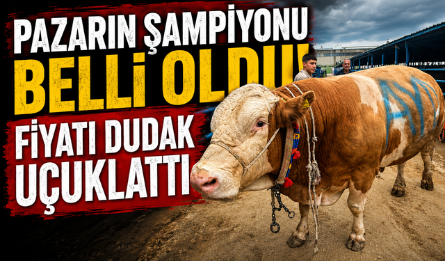 Bursa'da kurbanlık şampiyonu görücüye çıktı: Tam 1,2 ton
