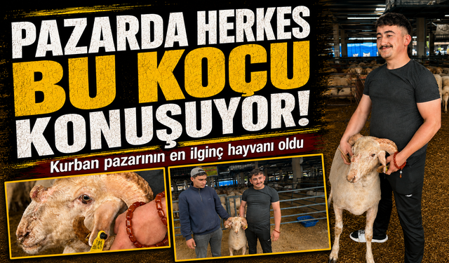 Bursa'daki sıra dışı "gergedan boynuz"lu koç görenleri şaşırtıyor