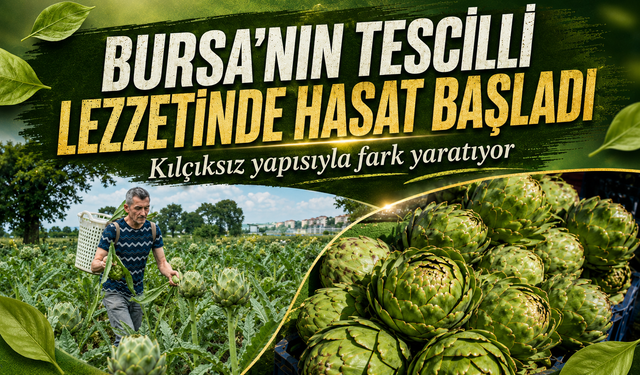 Hasanağa enginarında hasat üreticide tanesi 50 liradan başladı
