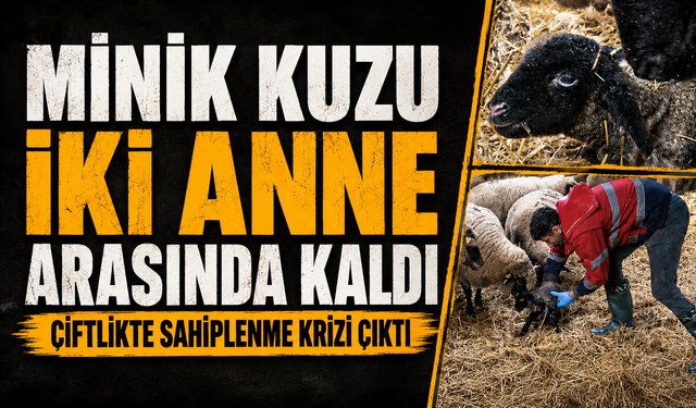 Çiftlikte doğan kuzu paylaşılamadı: İki anne bir yavru