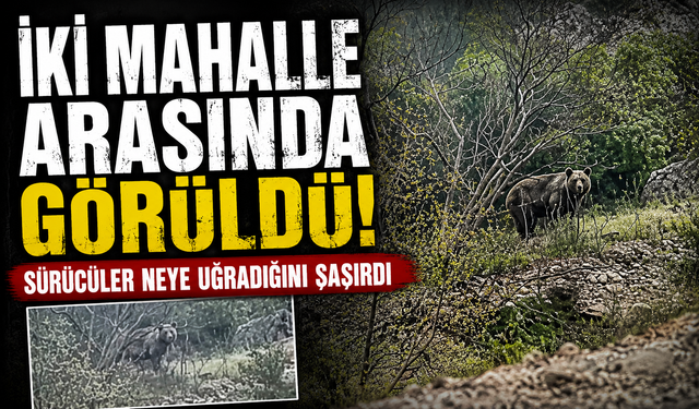 Bursa Orhaneli yolunda ayı paniği kamerada