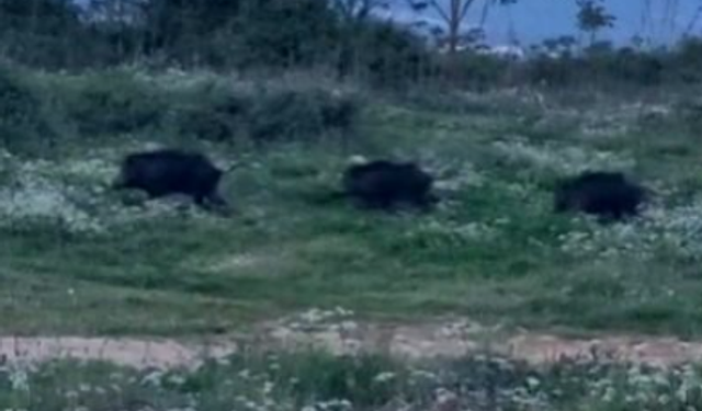 Bursa Orhangazi'de domuzlar şehir içinde görüntülendi