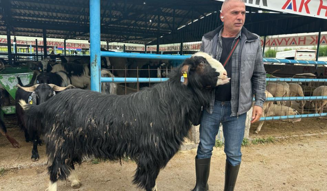 Bursa'daki kurban pazarının şampiyon keçisi 47 bin liradan satıldı