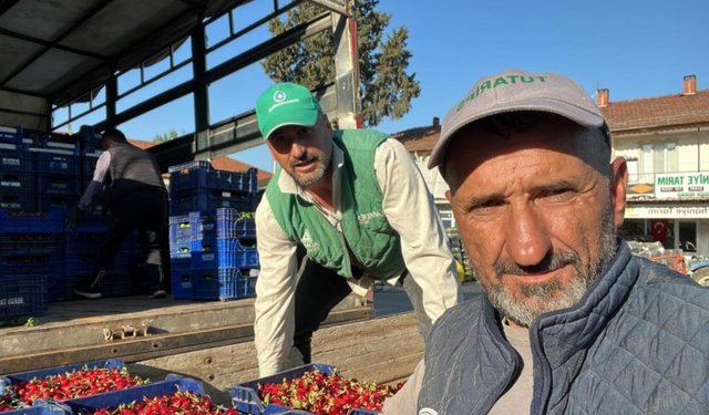 Bursa İznik’te mevsimin ilk karabodur kirazı hasadı başladı
