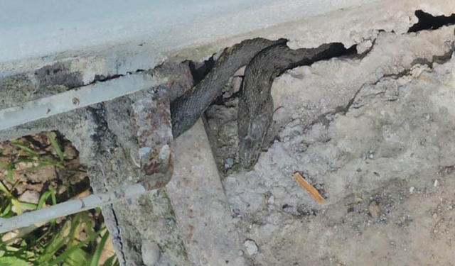 Hasköy’de yılanlar bir evi sardı: Aile geceleri uyuyamıyor