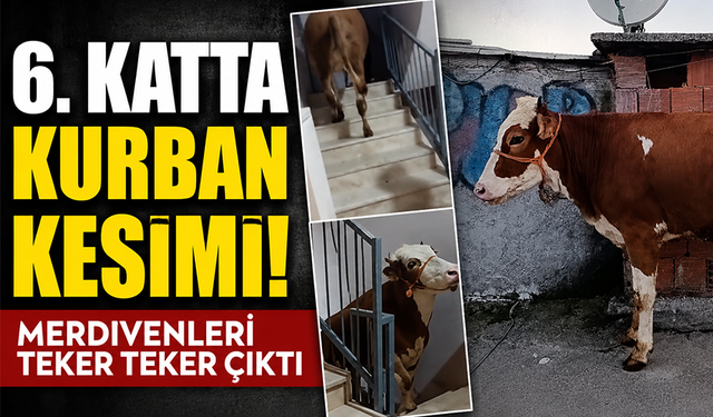 Bursa'da kesmek için büyükbaş hayvanı 6'ıncı kata çıkardı