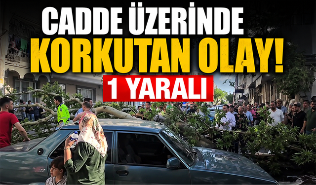 Bursa’da seyir halindeki araçların üzerine ağaç devrildi!