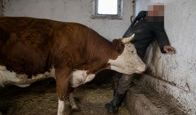 Bursa İnegöl'de inek öldürüyordu