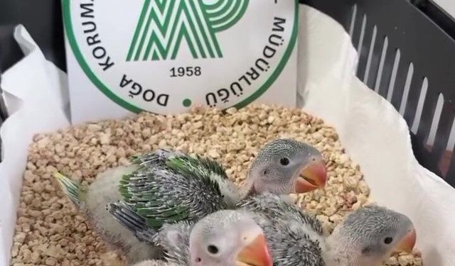 Bursa'da kaçak satılmak istenen 3 İskender papağanı yavrusu kurtarıldı!