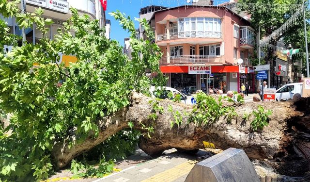 Bursa'da faciadan dönüldü...Asırlık çınar yola devrildi